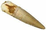 Fossil Spinosaurus Tooth - Real Dinosaur Tooth #292679-1